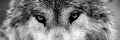 Majed6456's profile banner image