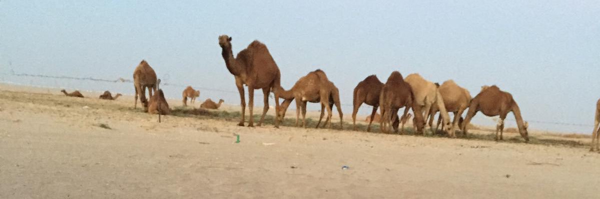 al3haaaaaad's profile banner image