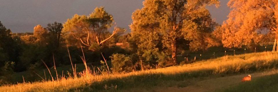 COUNTRYNEST's profile banner image