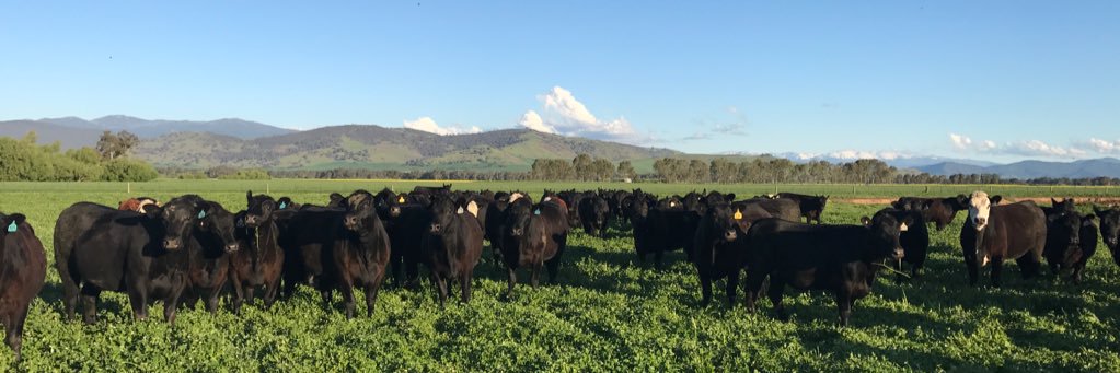 seednbeef's profile banner image