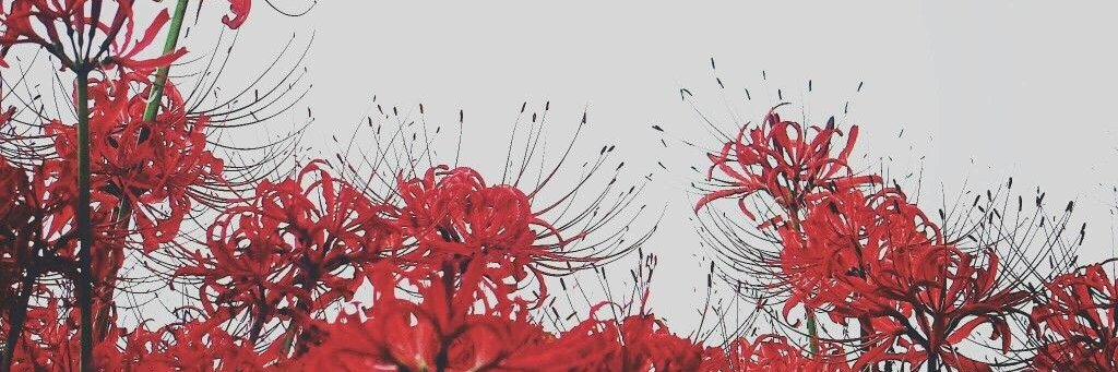 riordain 🎋 banner