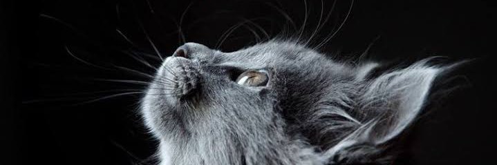 BnuArsy's profile banner image