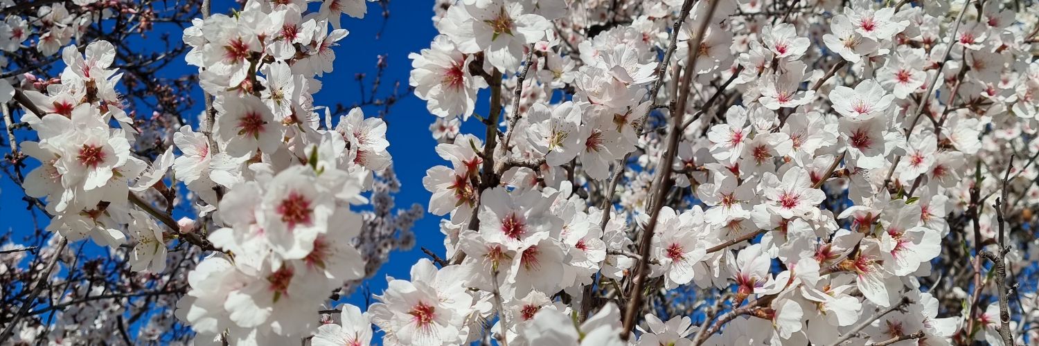 Jessica Da Silva 🌱 banner