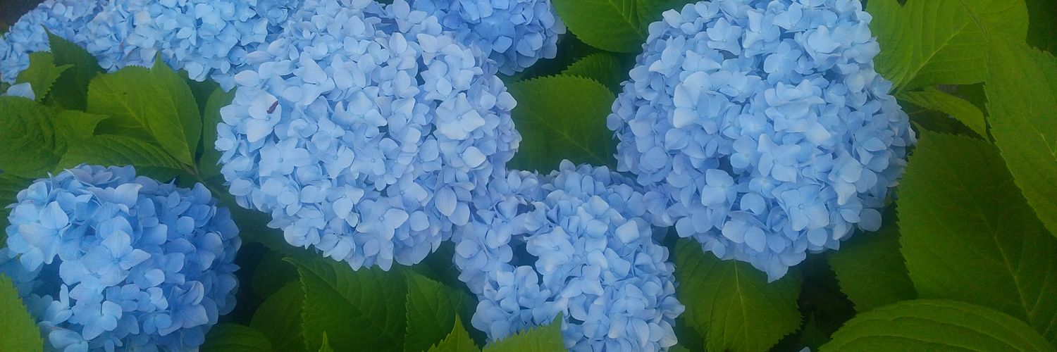 terapon9's profile banner image