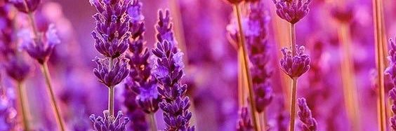 RitzBitz6's profile banner image