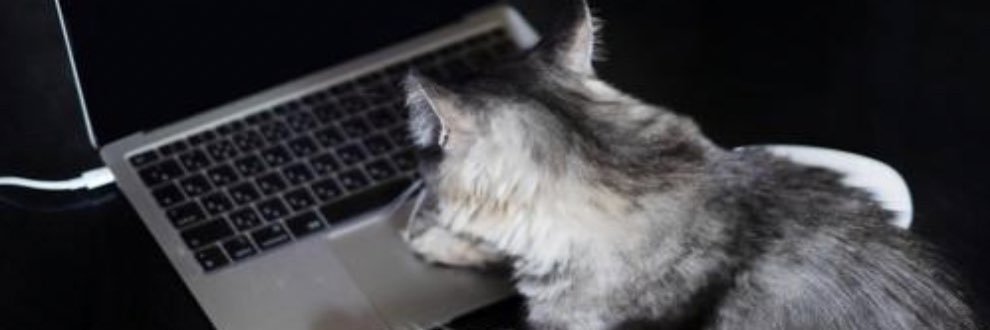 シリウス⚡️にゃ〜 banner