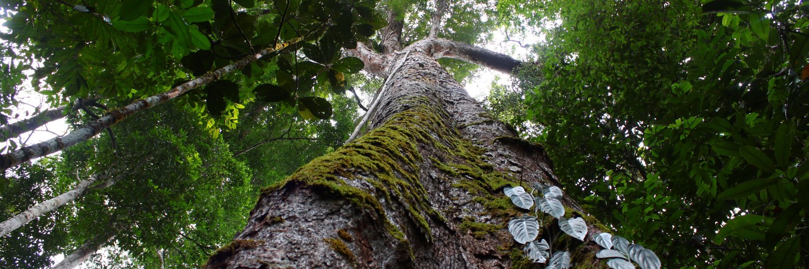 Pecon_elsevier banner