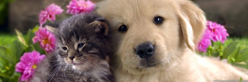 PureAlohaPets's profile banner image