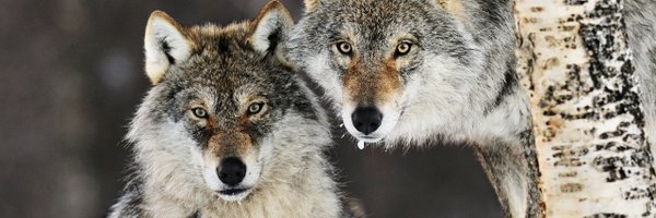 Hourly Wolves Profile Banner
