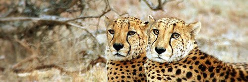 Hourly Cheetahs banner