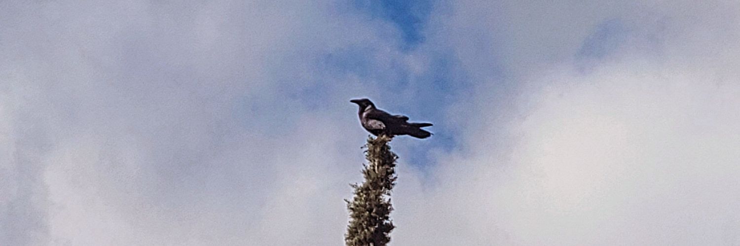 Ché 🦡 banner