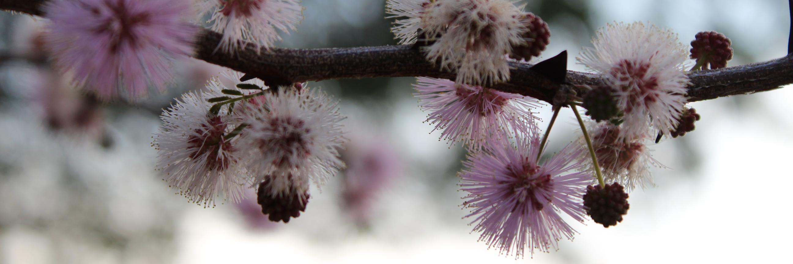 Adriana Calvillo banner