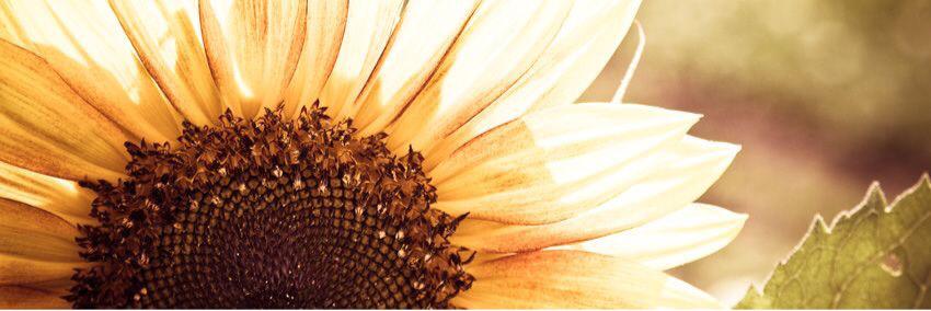 cath_burger's profile banner image