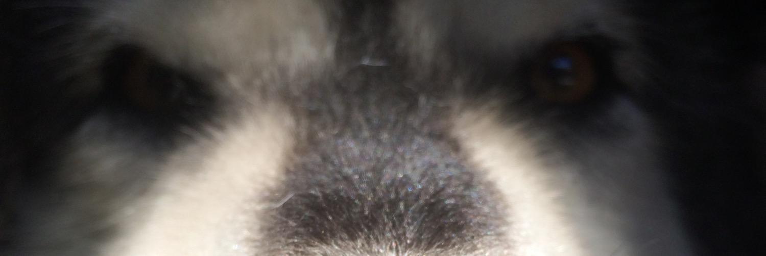 GalaBlu's profile banner image