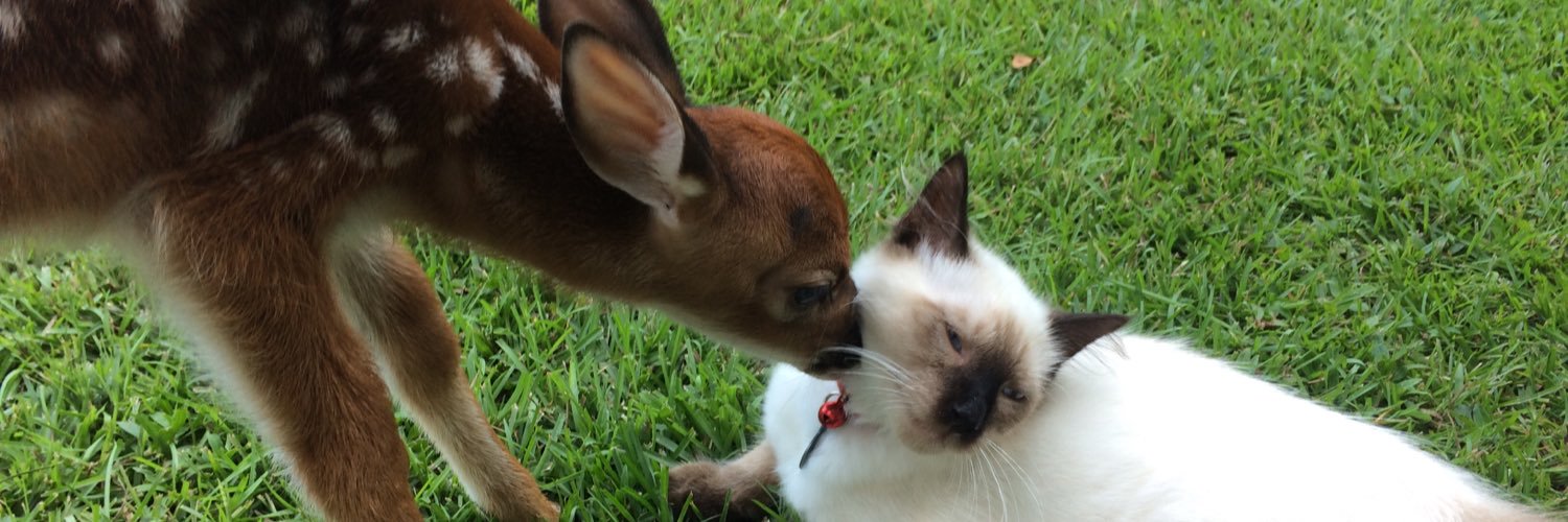 A_Katt_'s profile banner image