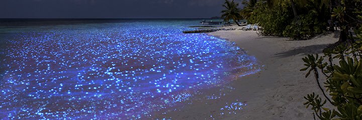 AngelicaMariaB's profile banner image