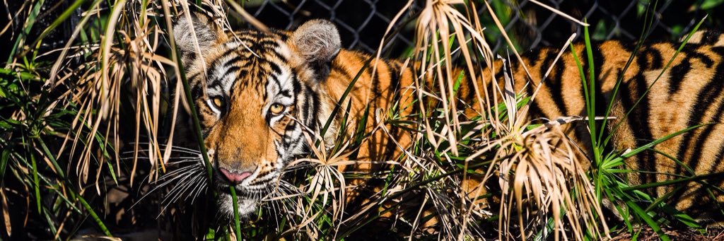 John Backstrom banner