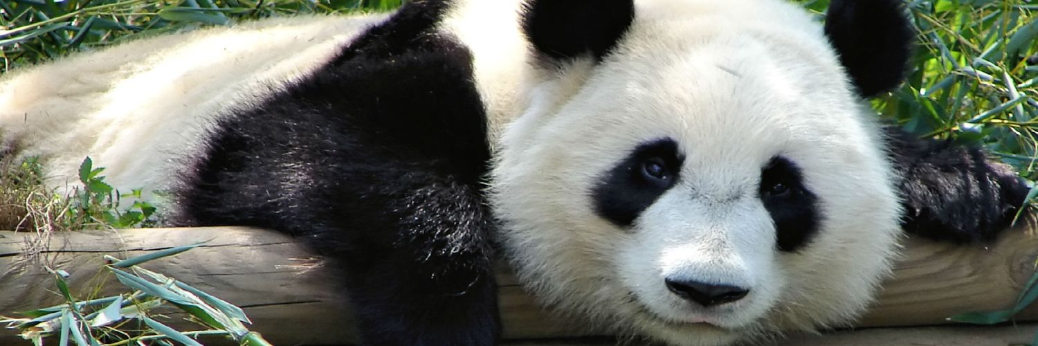 Pandaa_Live's profile banner image