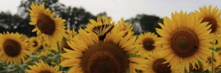 Moolindaa's profile banner image