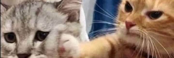 heɪz(ə)l's banner