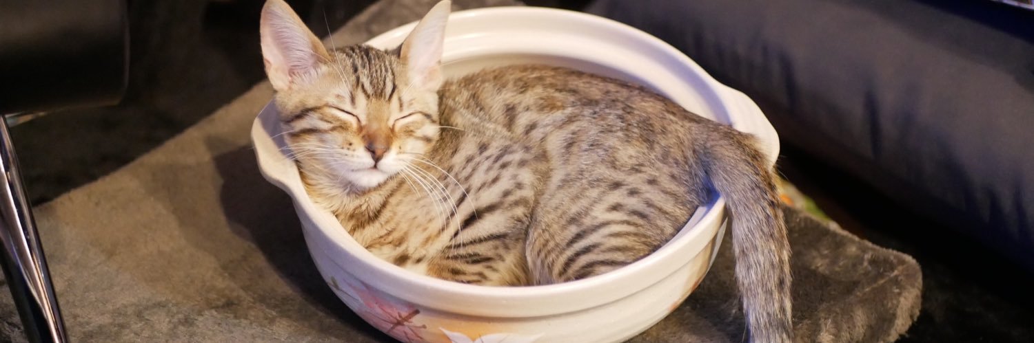 うぉっかさぶ🐶🐾 banner