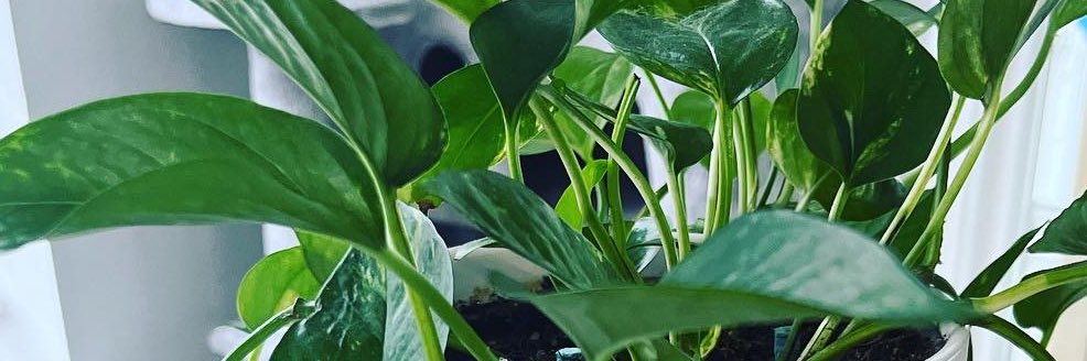 emma_blinn's profile banner image