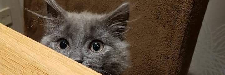 Neily_Ringworm🏴󠁧󠁢󠁳󠁣󠁴󠁿 banner