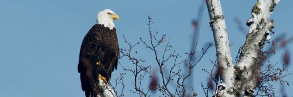 graybeered42 Profile Banner