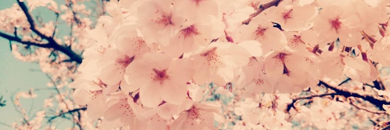 MaidMarron's profile banner image