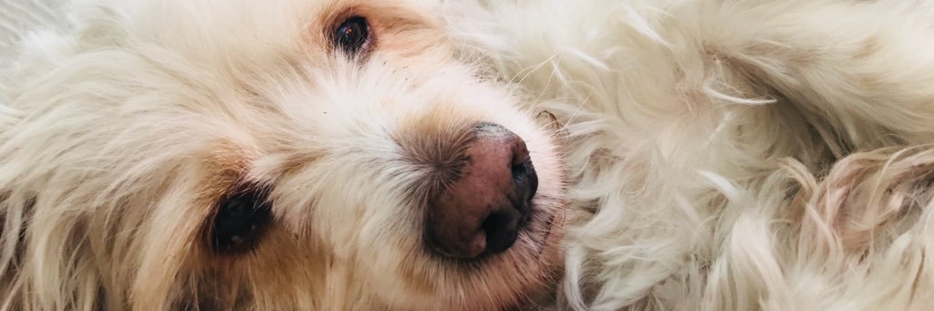 Cisneroscarlose's profile banner image