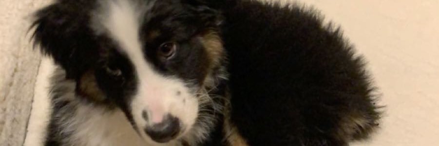 SadPandaBear79's profile banner image