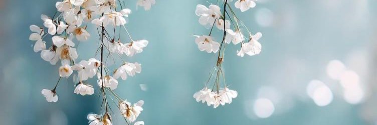 🪽الطرف🩵 banner