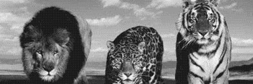 CalvaSic's profile banner image