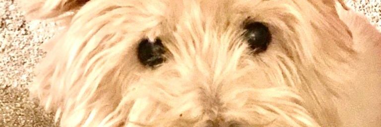 Dame Gillian Bateman 🌸 #malfeasance banner