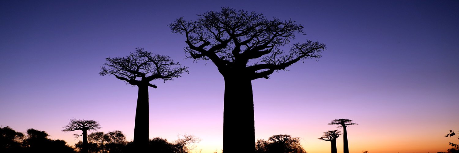 wildmadagascar's profile banner image