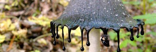 Kainer Weissmann banner