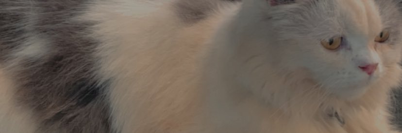 miemietrs's profile banner image