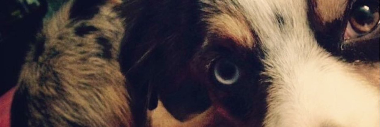 leksipp's profile banner image