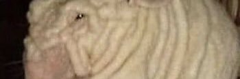 GrumBurgah's profile banner image