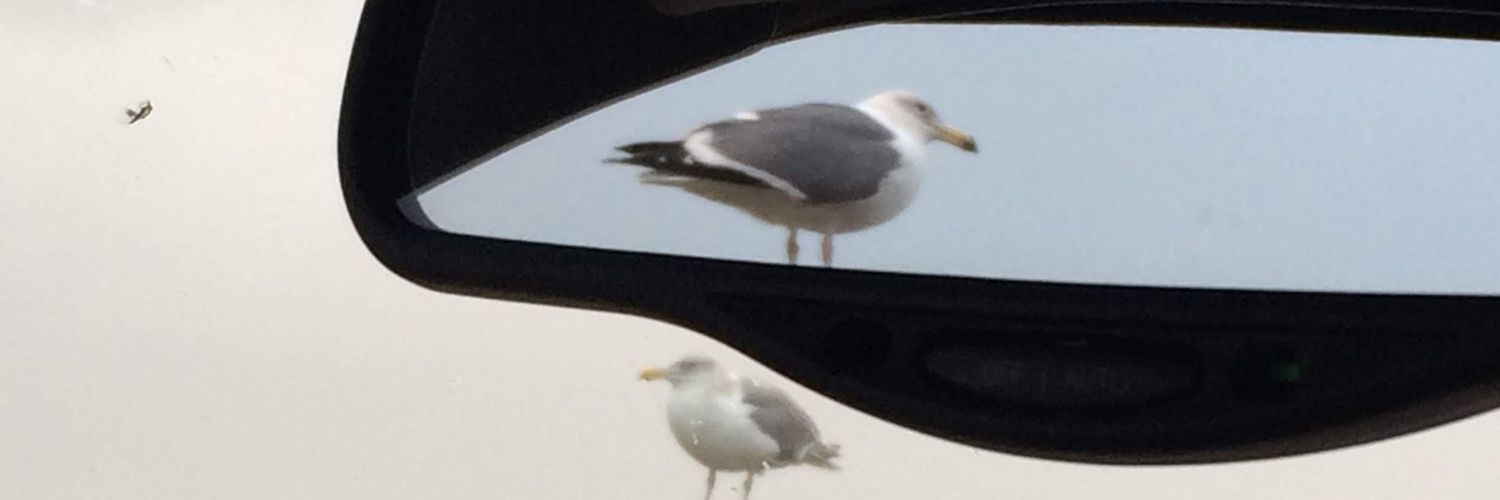 mariahsrubs's profile banner image