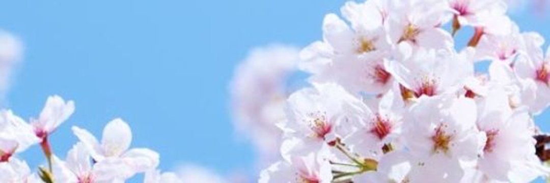 桜花🪽🪽☆⛸️ banner