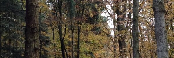 nlbaines Profile Banner