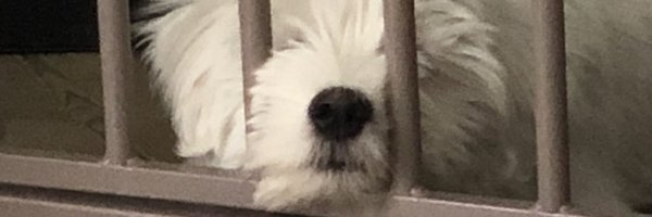 zypathcsgo Profile Banner