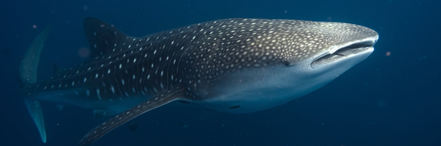 Ben D’Antonio (He/him) banner