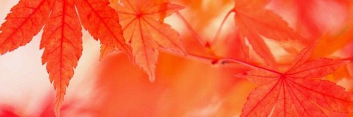 moku3851's profile banner image