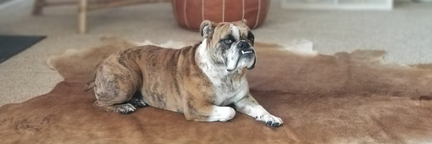 Crypto the Bulldog banner