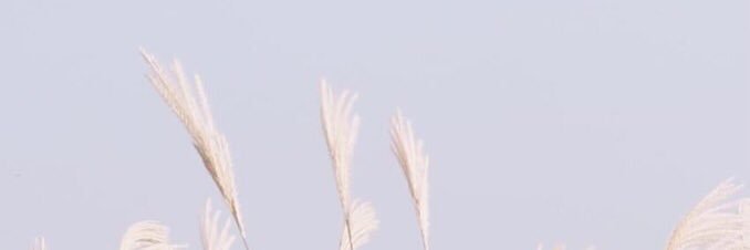 ppreawpreaw's profile banner image