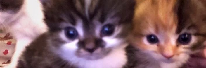 manduembul's profile banner image