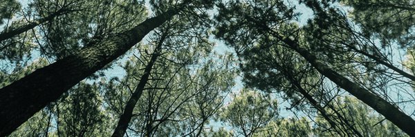 Losershead Profile Banner