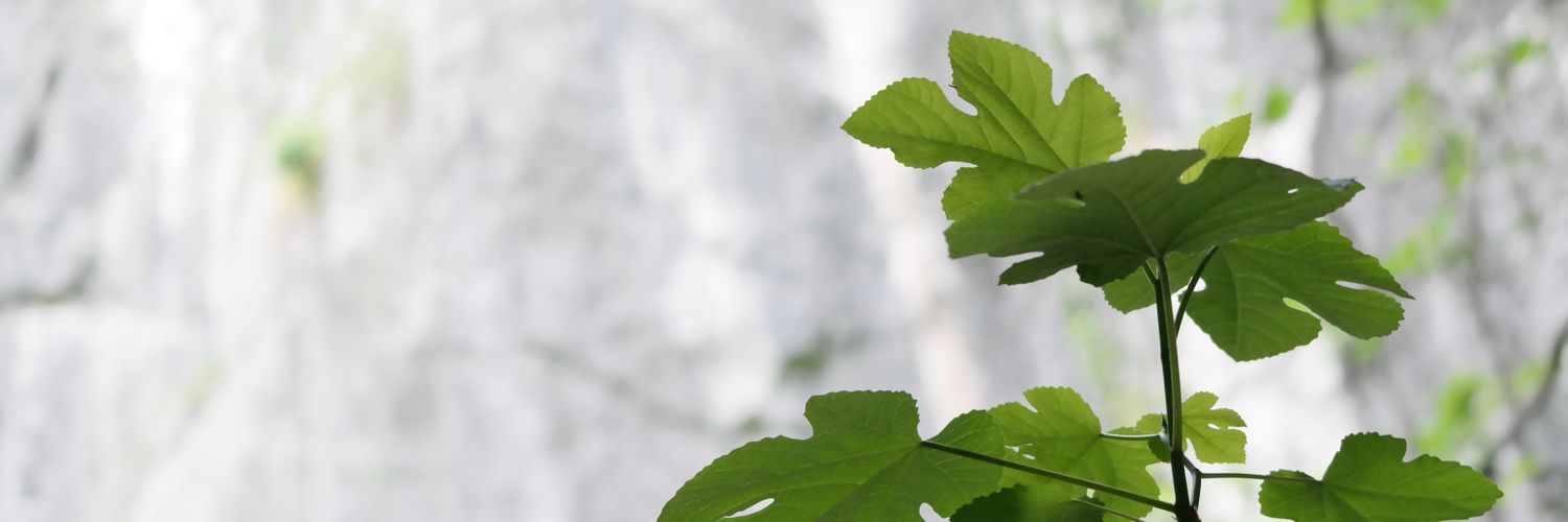 Aratuste #LIBRE 🇵🇸 banner